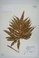 藏品(傅氏鳳尾蕨)的圖片