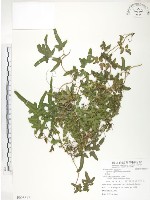 藏品(海金沙)的圖片