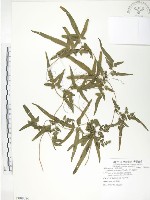 藏品(海金沙)的圖片