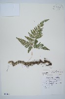 藏品(杯狀蓋陰石蕨)的圖片