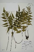 藏品(革葉鐵角蕨)的圖片