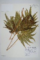 藏品(傅氏鳳尾蕨)的圖片