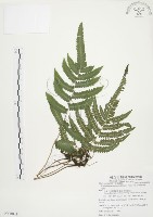 藏品(毛蕨)的圖片