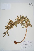藏品(臺灣狗脊蕨)的圖片