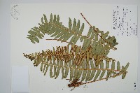 藏品(毛葉腎蕨)的圖片