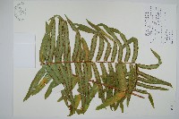 藏品(長葉腎蕨)的圖片