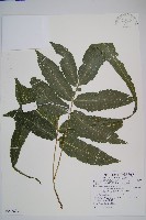 藏品(尾葉實蕨)的圖片