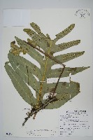 藏品(海岸星蕨)的圖片