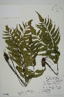 藏品(革葉鐵角蕨)的圖片