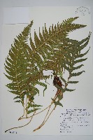 藏品(翅軸假金星蕨、短柄卵果蕨)的圖片