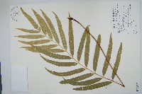 藏品(粗齒革葉紫萁)的圖片