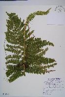 藏品(粗毛鱗蓋蕨)的圖片