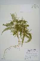 藏品(全緣卷柏)的圖片