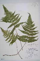 藏品(東洋蹄蓋蕨)的圖片