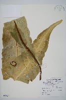 藏品(南洋山蘇花)的圖片