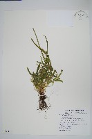 藏品(鳳尾蕨)的圖片