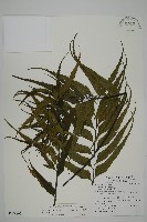 藏品(革葉鐵角蕨)的圖片