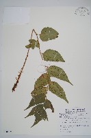 藏品(濱海全緣貫眾蕨)的圖片