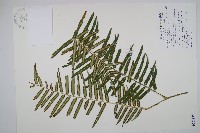 藏品(蘭嶼觀音座蓮)的圖片