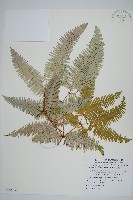 藏品(芒萁)的圖片