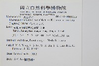 藏品(海島陵齒蕨)的圖片