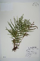 藏品(達邊蕨)的圖片