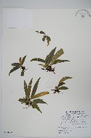 藏品(蘭嶼車前蕨)的圖片