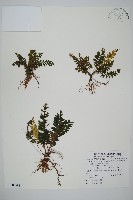 藏品(菲律賓厚葉蕨)的圖片