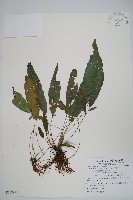 藏品(新月蕨)的圖片