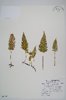 藏品(馬來陰石蕨)的圖片