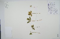 藏品(錫蘭七指蕨)的圖片