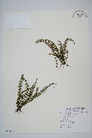 藏品(鐵角蕨)的圖片