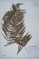 藏品(臺灣金狗毛蕨)的圖片