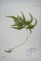 藏品(異葉卷柏)的圖片