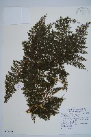 藏品(稀子蕨)的圖片