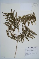 藏品(稀子蕨)的圖片