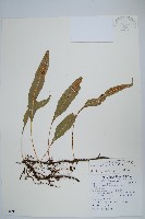 藏品(波氏星蕨)的圖片