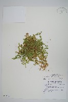 藏品(疏葉卷柏)的圖片