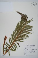 藏品(尖葉耳蕨)的圖片