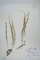 藏品(擬芨瓦葦)的圖片