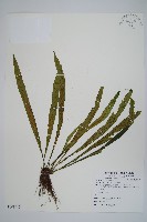 藏品(劍葉鐵角蕨、箭葉鐵角蕨)的圖片