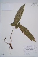 藏品(假腸蕨)的圖片