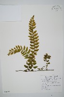 藏品(瓶蕨)的圖片