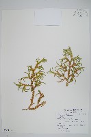 藏品(生根卷柏)的圖片