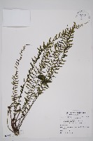 藏品(鱗柄鐵角蕨)的圖片