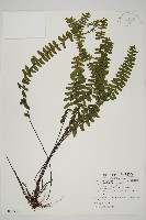 藏品(生芽鐵角蕨)的圖片