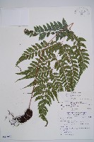 藏品(紅柄蹄蓋蕨)的圖片