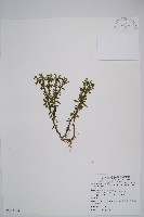 藏品(長柄千層塔)的圖片