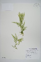 藏品(全緣卷柏)的圖片