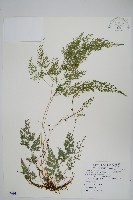 藏品(日本金粉蕨)的圖片